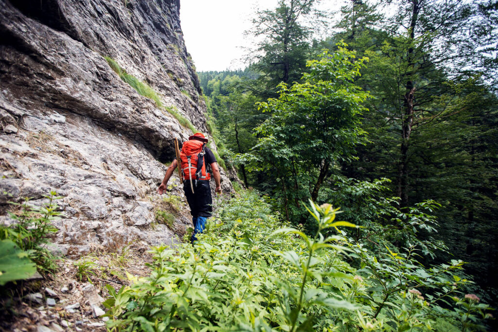 Explore the Untamed Beauty of Perućica Forest 4. primeforest perucica
